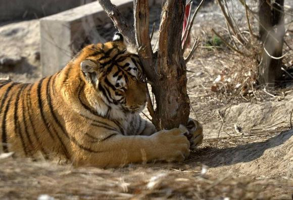 Con ho cai o mot minh, khi mang thai phai lam sao?-Hinh-2