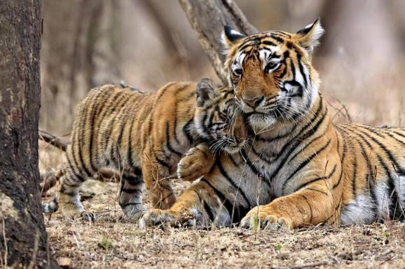 Con ho cai o mot minh, khi mang thai phai lam sao?-Hinh-5