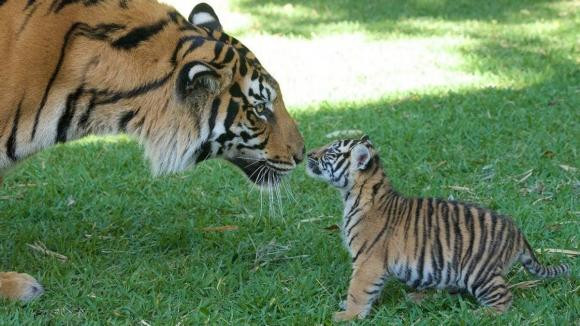 Con ho cai o mot minh, khi mang thai phai lam sao?-Hinh-4
