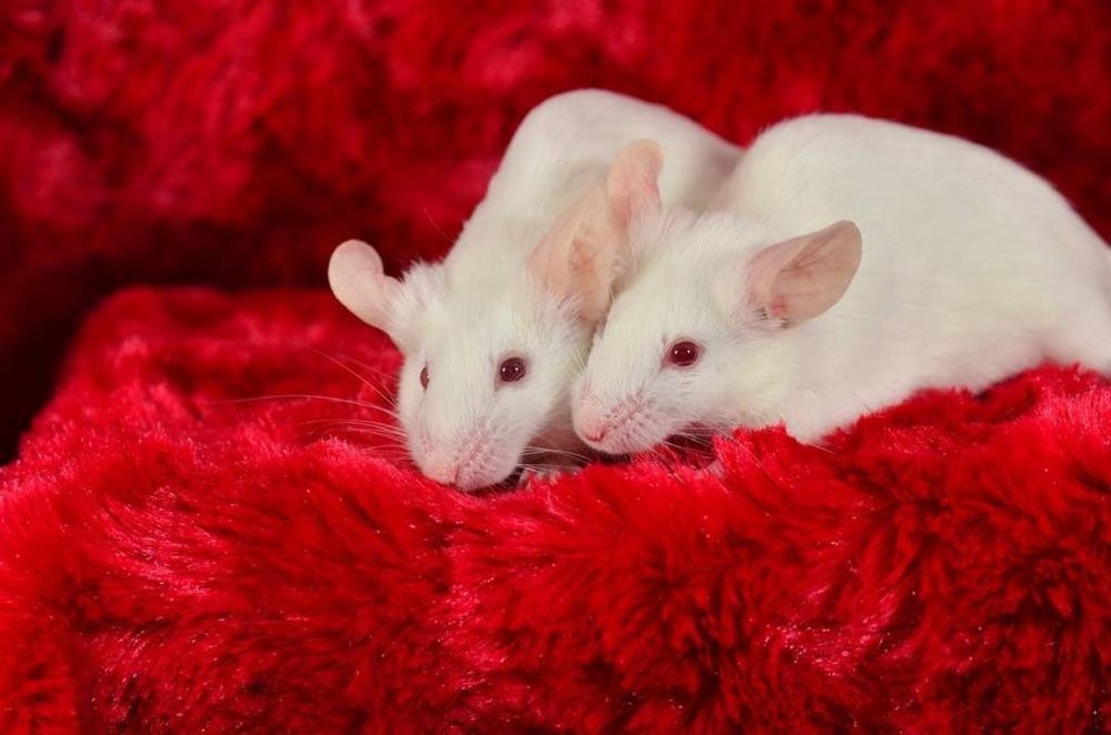 Thời điểm cận kề cuối năm càng có nhiều việc cần phải giải quyết, bạn càng nên chăm sóc cơ thể hơn mới mong gặt hái được kết quả công việc cao nhất. 