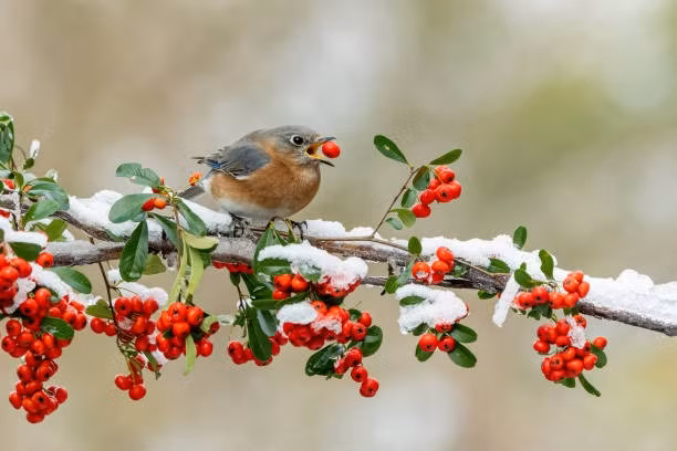 Het thang 11 Am lich, 4 con giap khong con vat va