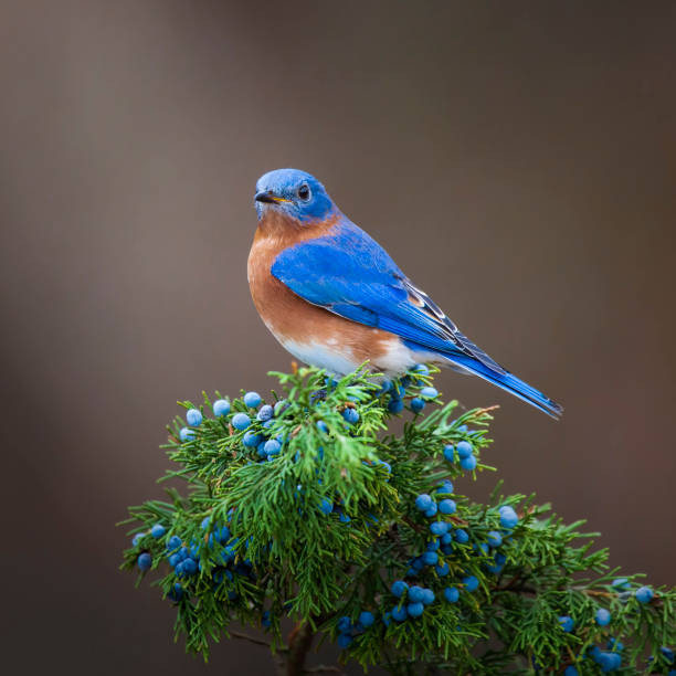 Het thang 11 Am lich, 4 con giap khong con vat va-Hinh-4