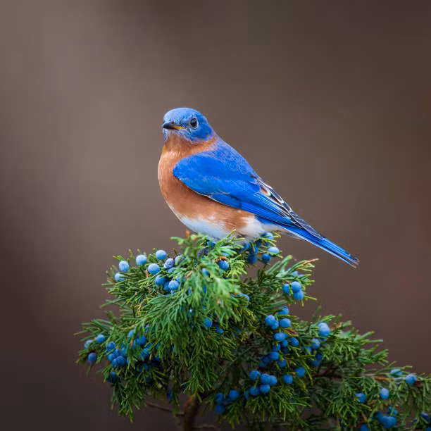 Het thang 11 Am lich, 4 con giap khong con vat va-Hinh-4