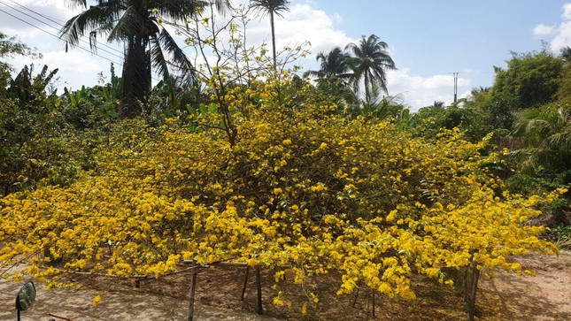 Ông Đối cho biết, cây mai vàng cổ này có tán rộng khoảng 60m, đường kính 8m. Đây là loại mai cổ 5 cánh. Để có những hoa mai nở đều, đẹp như hiện tại, vợ chồng ông đã mất 4 ngày lặt lá.