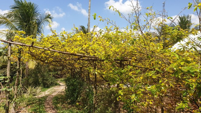 Chủ nhân cho biết, mai vàng cổ này chỉ tập trung phát triển nhánh, tán đều theo các hướng, không chịu vươn cao và cây chỉ cao khoảng 4 - 5m.
