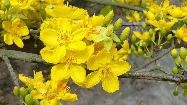 Về nguồn gốc cây mai vàng, theo ông Đối, do cha ông trồng và để lại cho thế hệ sau là ông chăm sóc. Hiện cây mai này khoảng 70 tuổi.