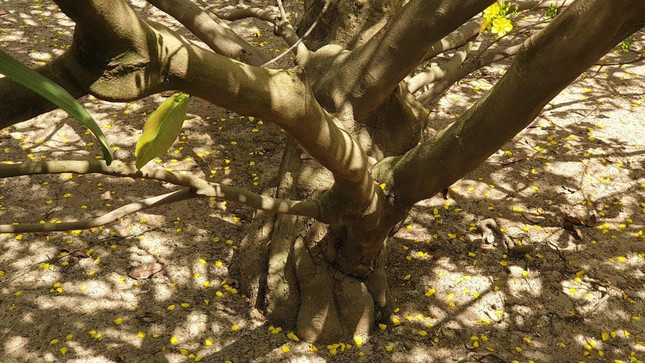 Cứ mỗi dịp Tết đến, có nhiều người tìm đến nhà ông Đối xin chụp ảnh cùng cây mai vàng. Theo ông Đối, có người đến hỏi mua cây mai này với giá 4 tỷ đồng nhưng ông chưa bán.