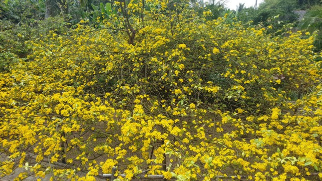 Cây mai nở vàng rực rỡ cả một góc sân.