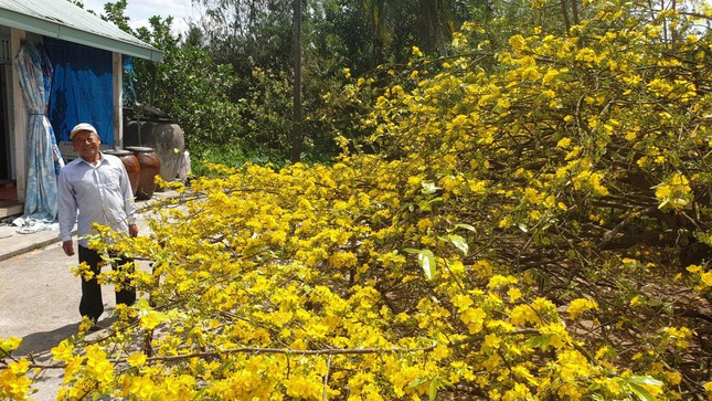 Ông Đối cho biết, do cây mai vàng tán quá rộng nên ông làm giàn để đỡ cây. Đặc biệt, mai vàng này ra một cách tự nhiên, không có sự tác động của con người.