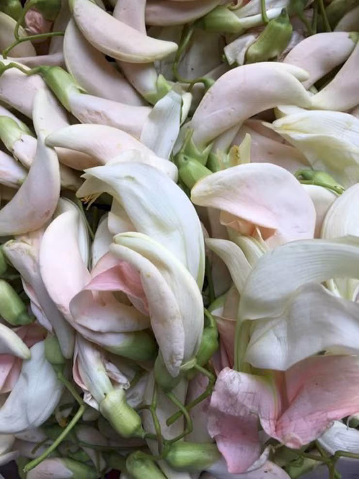 Cay dai xua lam hang rao, gio thanh 