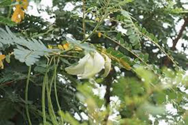 Cay dai xua lam hang rao, gio thanh 