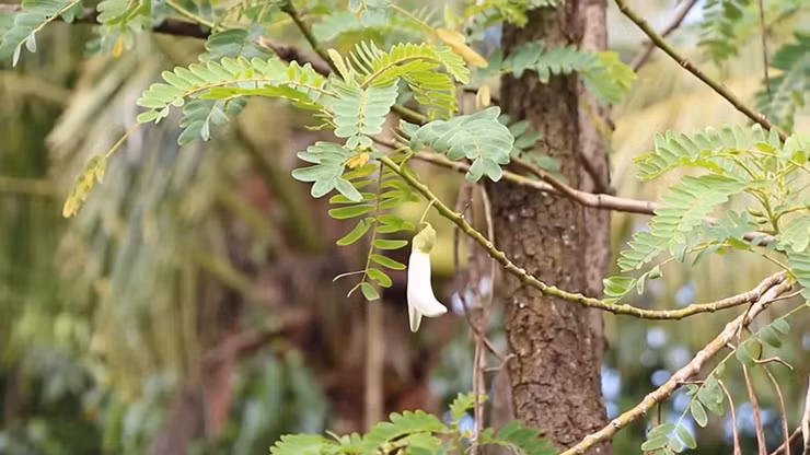 Cay dai xua lam hang rao, gio thanh 