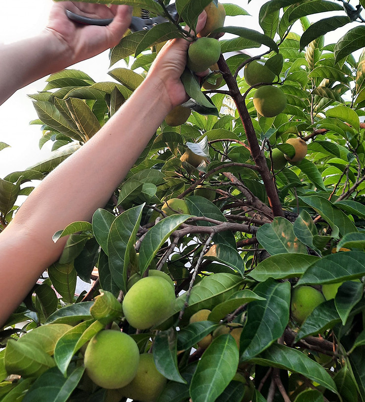 Chay chín hay xanh đều có thể ăn được