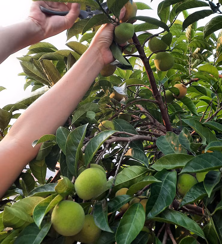 Chay chín hay xanh đều có thể ăn được