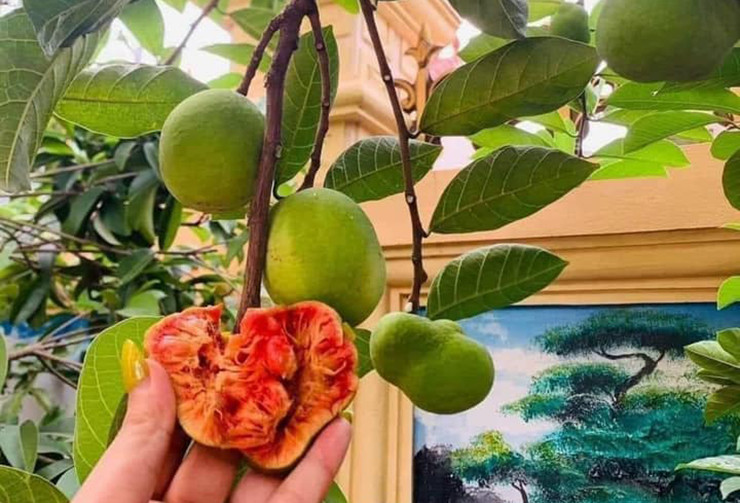 Quả chay to bằng trái chanh, lúc chín vỏ có màu vàng, ruột hồng, bề mặt vỏ láng mịn như nhung