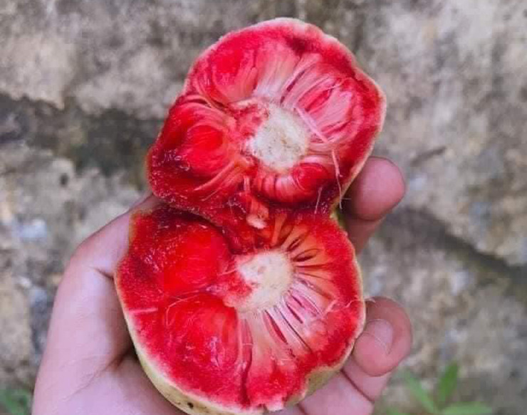 Cây chay ra hoa vào cuối xuân khoảng tháng 3, tháng 4. Đến cuối hè, khoảng từ tháng 7 đến tháng 9 thì quả chín và thu hoạch được.