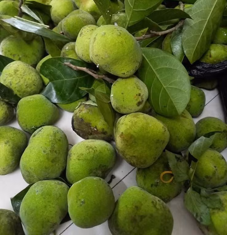 Chay xanh có vị chua chua ngọt ngọt, thường được người dân dùng để kho cá, nấu canh chua ngon nức tiếng