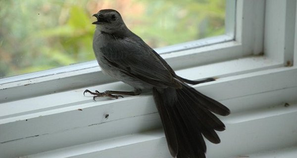 Trong nha xuat hien 5 diem bao: 3 dieu tot tai loc doi dao