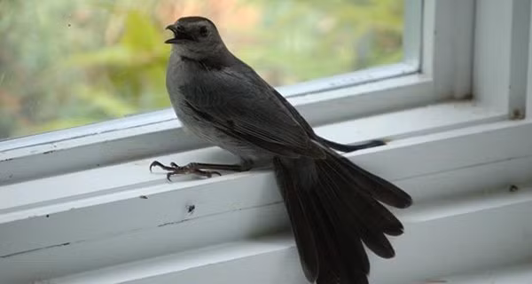 Trong nha xuat hien 5 diem bao: 3 dieu tot tai loc doi dao