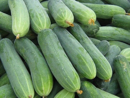 Mẹo mua dưa chuột đặc ruột, không bị đắng - Hình 2 Meo mua dua chuot dac ruot, khong bi dang-Hinh-2