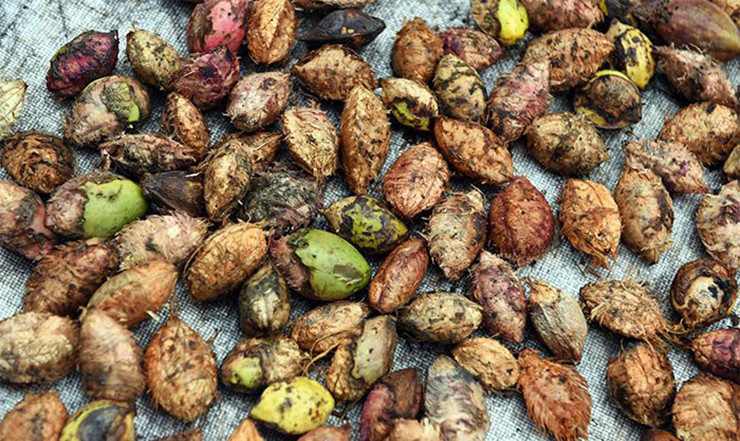 Thu moc dai o Viet Nam truoc rung day, nay ban 600.000 dong/kg-Hinh-4