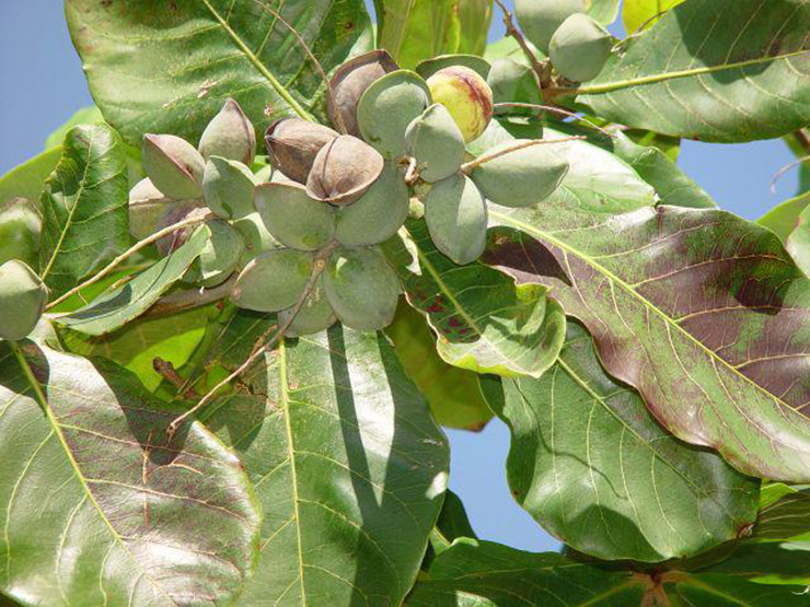 Thu moc dai o Viet Nam truoc rung day, nay ban 600.000 dong/kg-Hinh-5