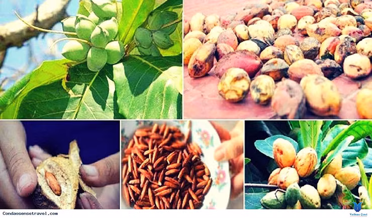 Thu moc dai o Viet Nam truoc rung day, nay ban 600.000 dong/kg-Hinh-10