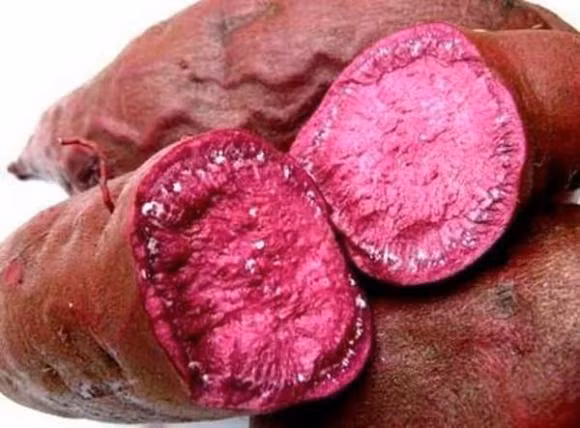 Khoai lang co the tieu diet 98,7% te bao ung thu