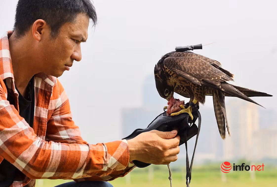 Thu choi dai bang, chim ung sat thu ton kem cua 9X Ha Noi-Hinh-9