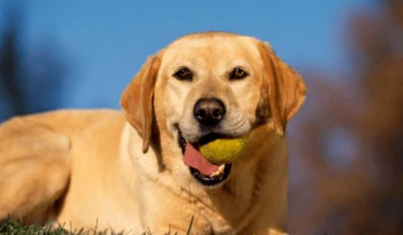 Con giáp được Thần Tài chiếu cố, cuối năm được quý nhân phù trợ, cứu nguy, năng lực trong cuộc sống ngày càng mạnh mẽ, cũng dần dần thăng tiến, tuần tới tài lộc hanh thông, ngày càng hanh thông.