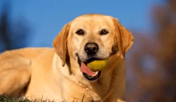 Con giáp được Thần Tài chiếu cố, cuối năm được quý nhân phù trợ, cứu nguy, năng lực trong cuộc sống ngày càng mạnh mẽ, cũng dần dần thăng tiến, tuần tới tài lộc hanh thông, ngày càng hanh thông.