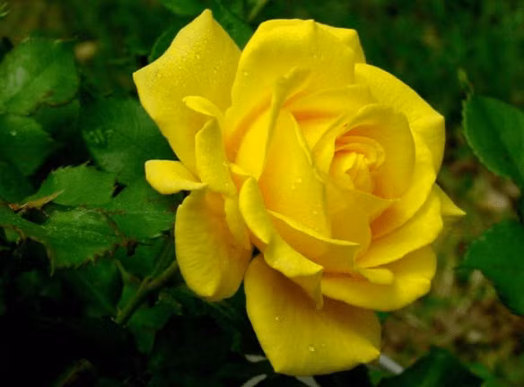 3 con giap dam nghi dam lam, cuoi doi lam phuc nhieu loc-Hinh-2