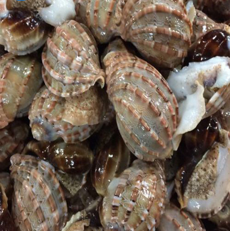 Vỏ ốc khế trông rất đẹp mắt nên các nghệ nhân còn sưu tầm vỏ ốc để tạo nên các tác phẩm nghệ thuật, các sản phẩm lưu niệm, trang trí.