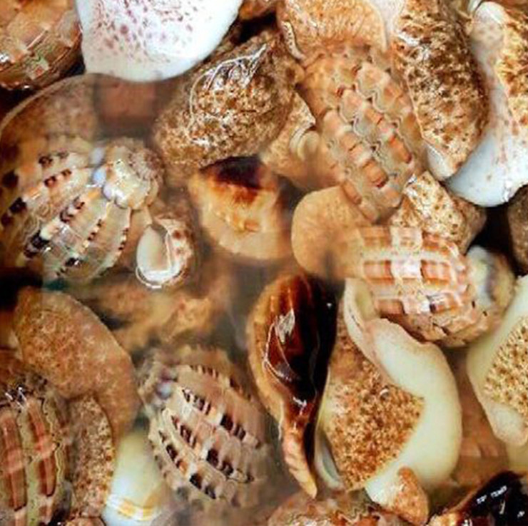 Từ lâu ốc khế đã trở thành món ăn khoái khẩu trong các quán ốc biển bình dân với rất nhiều cách chế biến đa dạng phù hợp với sở thích của thực khách: nướng tiêu, nướng mỡ hành, nướng phô mai, xào bơ cay, xào sả ớt, xào rau muống…