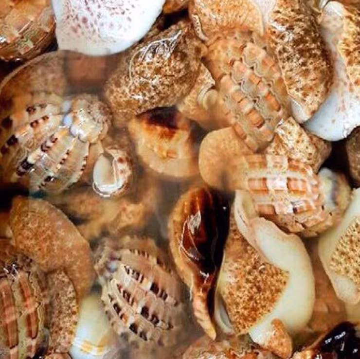 Từ lâu ốc khế đã trở thành món ăn khoái khẩu trong các quán ốc biển bình dân với rất nhiều cách chế biến đa dạng phù hợp với sở thích của thực khách: nướng tiêu, nướng mỡ hành, nướng phô mai, xào bơ cay, xào sả ớt, xào rau muống…