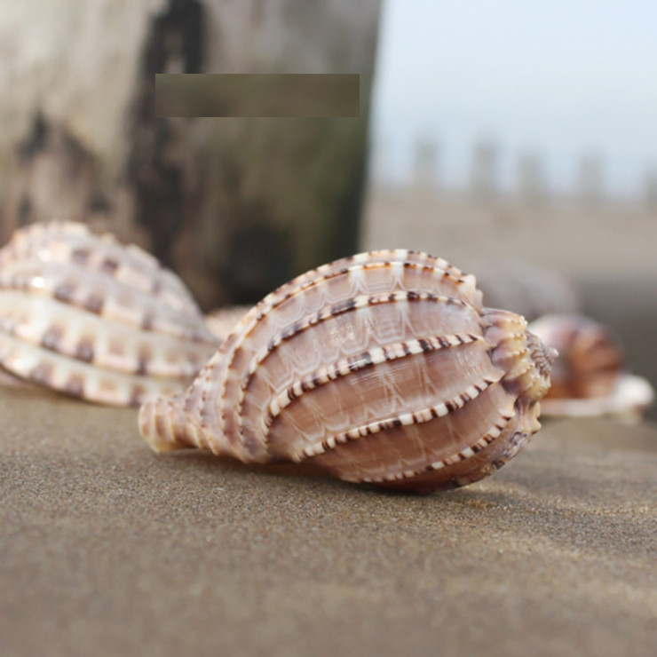 Loài ốc này sinh sống và phát triển tại những vùng biển nhiệt đới nóng ấm