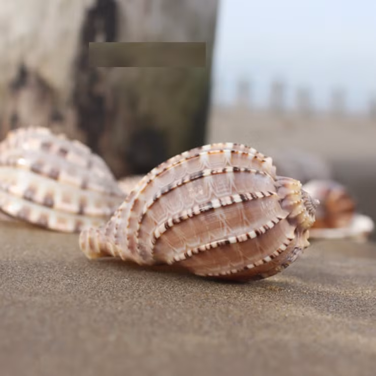 Loài ốc này sinh sống và phát triển tại những vùng biển nhiệt đới nóng ấm