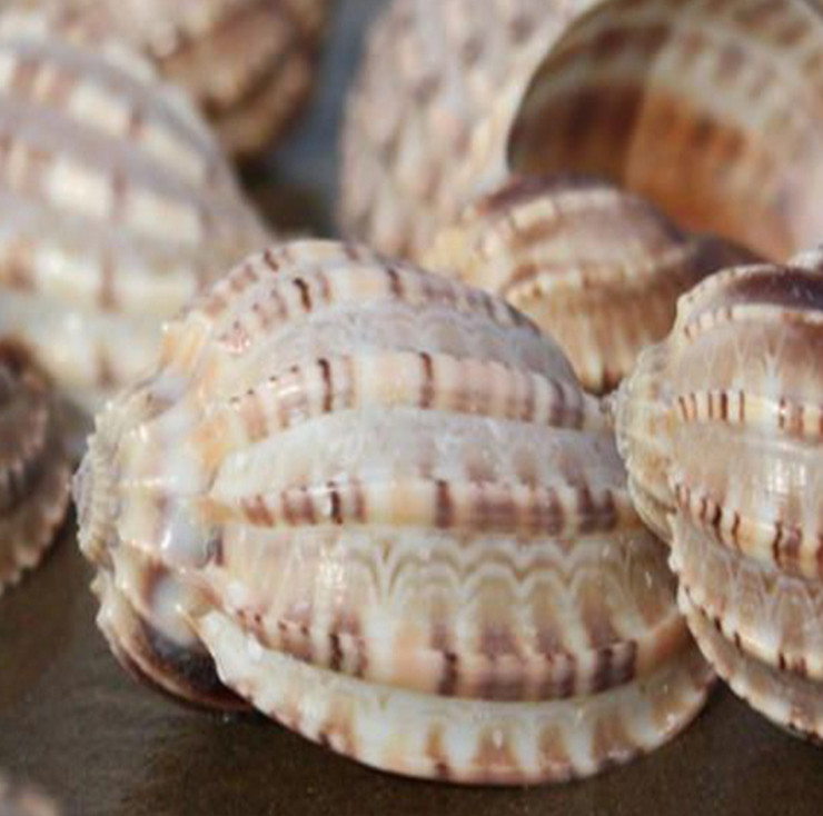 Kích thước lớn nhất của chúng chỉ khoảng như nắm tay của người lớn