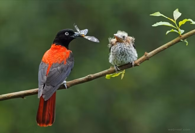 Kien tri at thanh cong, ai sinh thang Am lich nay som duoc mua-Hinh-3