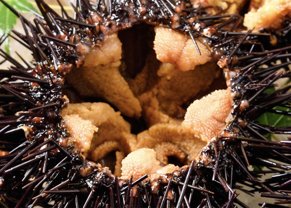 Trứng nhum biển Nhật Bản cho giới nhà giàu Việt Trung nhum bien Nhat Ban cho gioi nha giau Viet