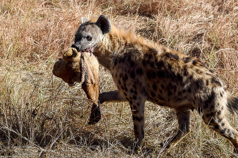 Theo Verna Poorbaugh, khi chứng kiến cảnh tượng này, ông cùng các bạn của mình đã phải “dựng tóc gáy” trước sự tàn khốc trong thế giới động vật hoang dã.