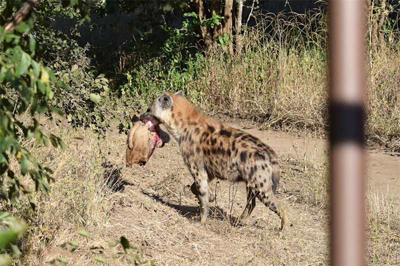 Tuy nhiên, nhân viên kiểm lâm dẫn đoàn đi lại giải thích rằng, nhiều khả năng chú sư tử xấu số này đã bị thương khá nặng trước khi đối đầu với con linh cẩu.