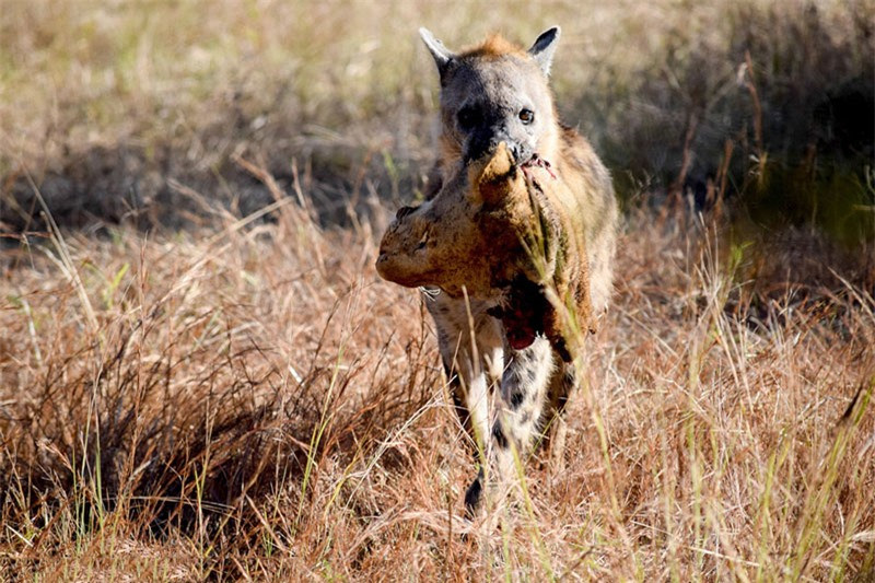 Trong khi đang cùng bạn của mình tham quan vườn quốc gia Nam Luangwa ở Zambia, giáo viên IT - Verna Poorbaugh đã tình cờ ghi lại được một cảnh tượng cực kỳ tàn khốc trong thiên nhiên hoang dã. Đó là cảnh linh cẩu cắn đứt đầu chú sư tử cái.