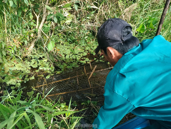 Đến nơi, anh Hoàng quơ tay vén những lớp bèo, cỏ để lộ những chiếc lờ, lợp nhấp nhô trên mặt nước mà anh đã đặt từ nhiều đêm trước.