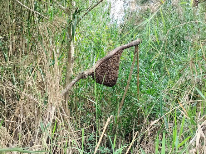 Vào mùa ăn ong, du khách sẽ được theo chân những người thợ gác kèo ong để vào rừng cùng ăn ong, lấy mật.