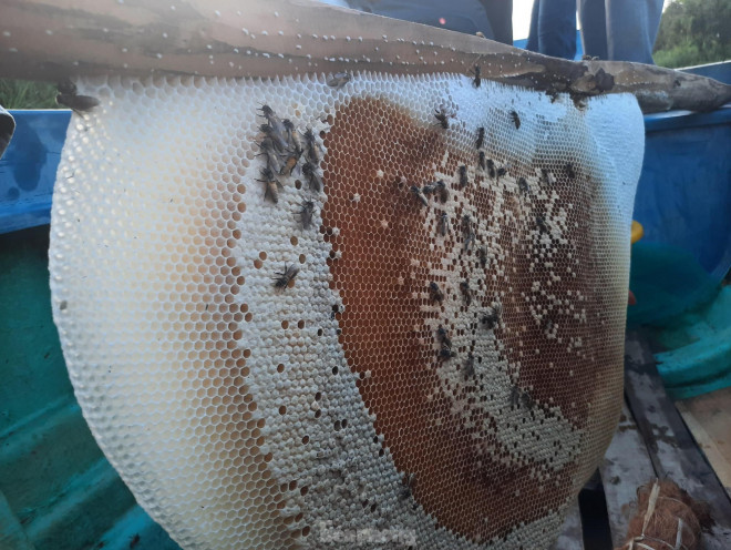 Hiện nay, nhu cầu thị trường tiêu thụ đối với mật ong rừng U Minh Hạ nguyên chất ngày càng tăng, mặc dù giá không hề rẻ, từ 400.000 - 600.000 đồng/lít nhưng gia đình vẫn không đủ bán.