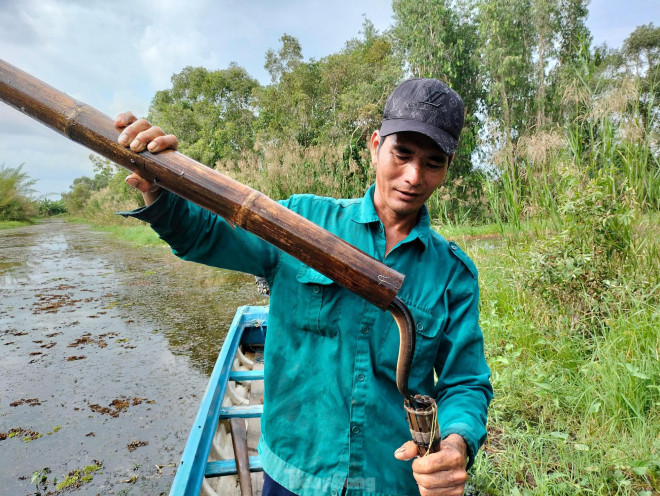 Anh Huỳnh Vũ Hoàng tháo hom, trút từ trong ống trúm ra những con lươn to bằng hai ngón tay, mình tròn, da vàng rộm.