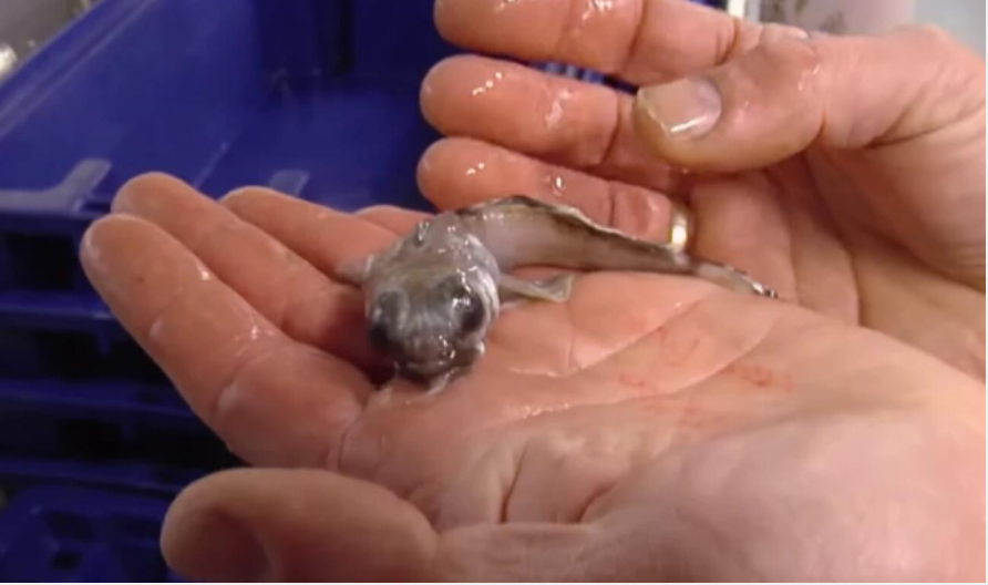 Loai ca duoc tim thay o Nam Cuc: Se chet neu nhiet do vuot qua 5 do