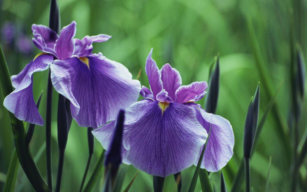 3 con giáp dù khó khăn vẫn tự mình đứng vững - Hình 3 3 con giap du kho khan van tu minh dung vung-Hinh-3