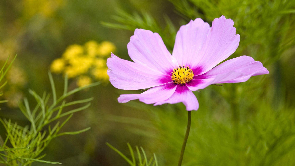 3 con giáp dù khó khăn vẫn tự mình đứng vững 3 con giap du kho khan van tu minh dung vung